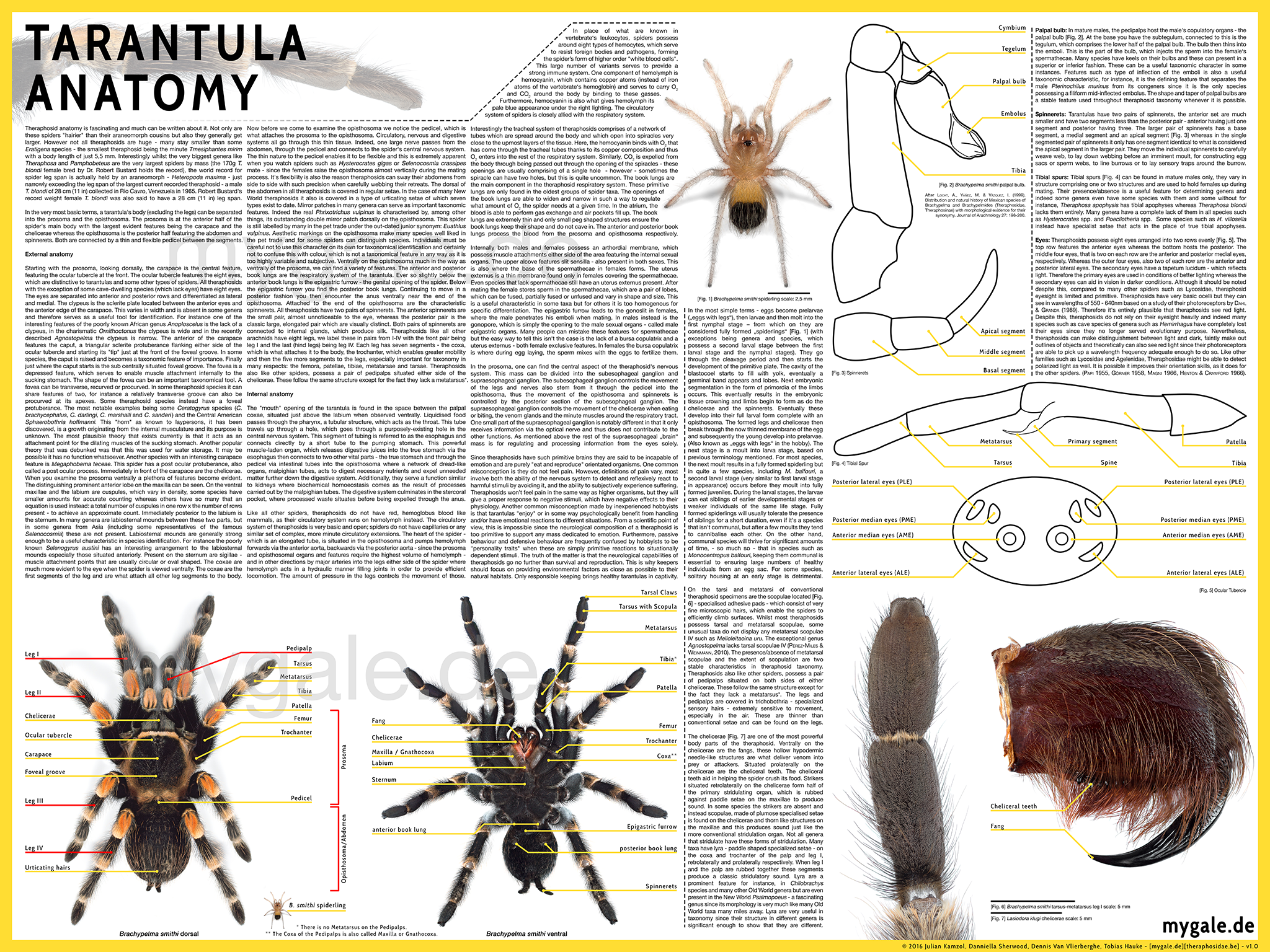 Tarantula Anatomy – mygale.de