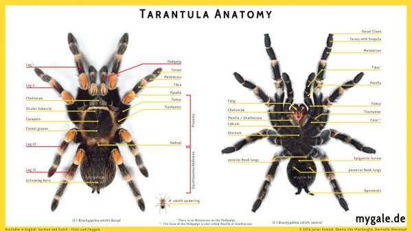 Tarantula Anatomy Mygalede