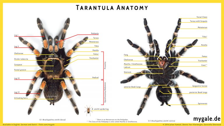 Tarantula Anatomy – mygale.de